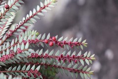 Phyllanthus singampattianus